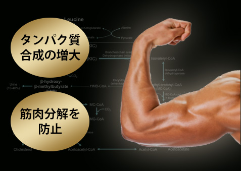 HMBボトルイメージ
